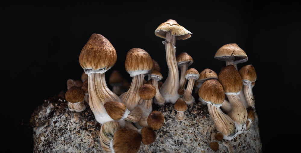Losing weight with psychedelic mushrooms and Benefits Of Magic Mushrooms