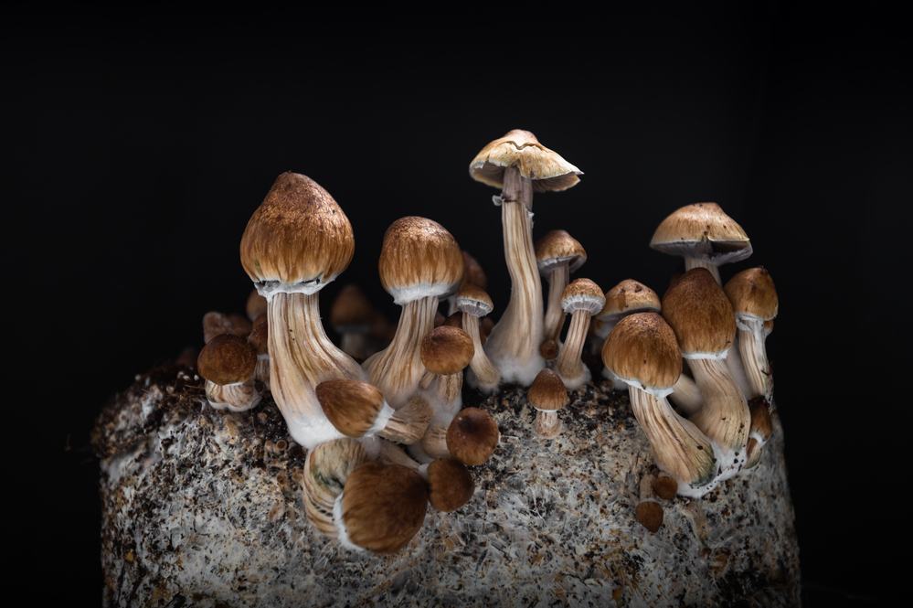Losing weight with psychedelic mushrooms