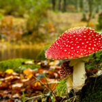 Losing weight with psychedelic mushrooms and Benefits Of Magic Mushrooms