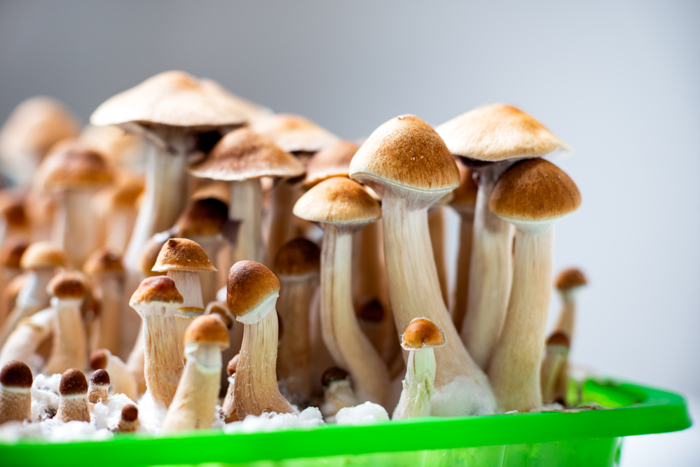 DIY Mushroom Growing Kit