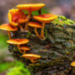 Magic mushrooms and weight loss